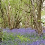 Bluebell woods
